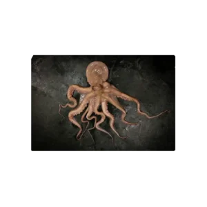 Ośmiornica – świeże owoce morza o delikatnym, sprężystym mięsie, idealne do gotowania, grillowania i duszenia